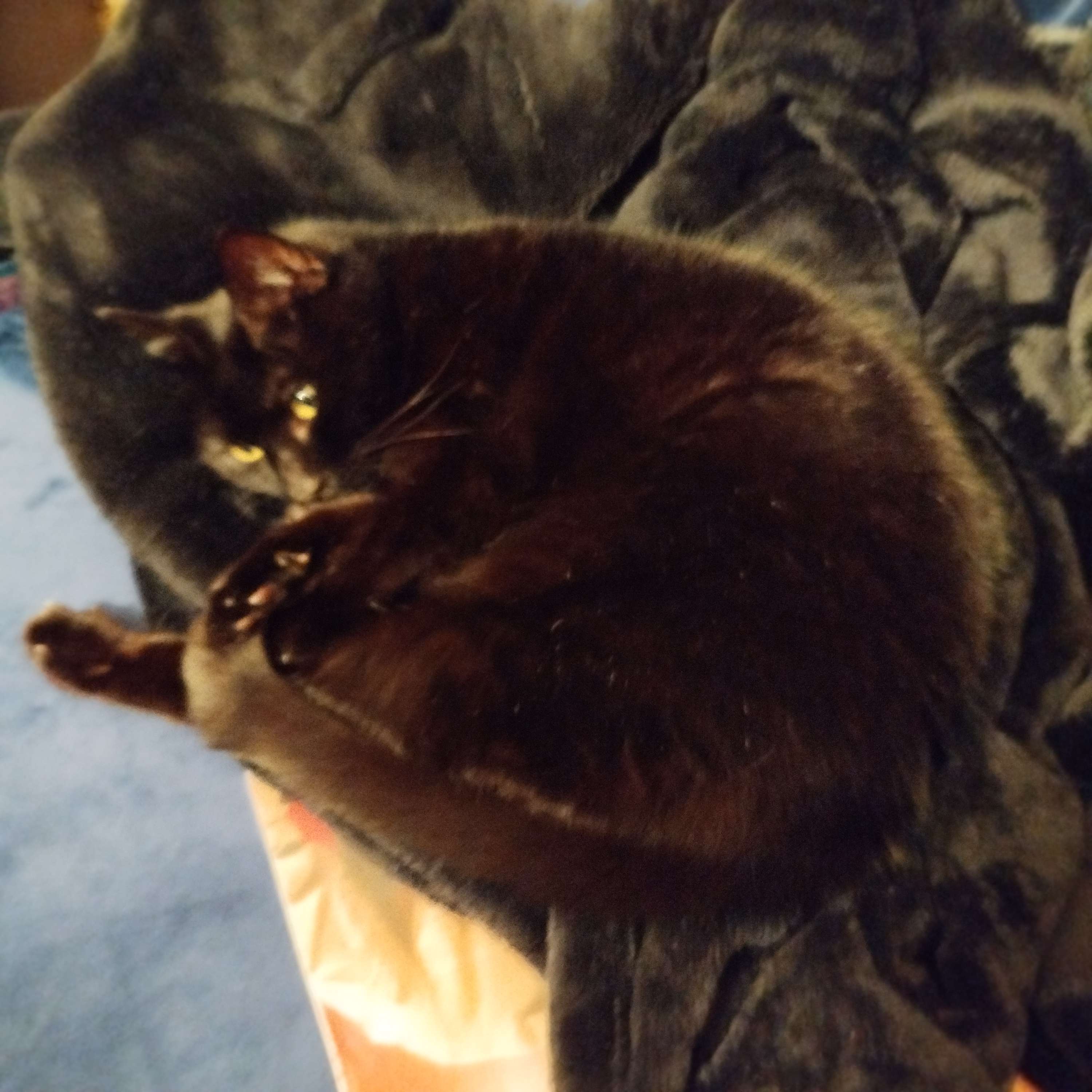 Black cat curled up